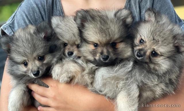 adoption chiot spitz allemand 