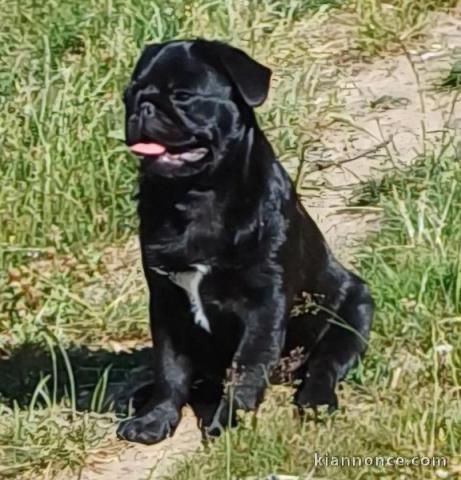 Chiots carlin disponible pour adoption 