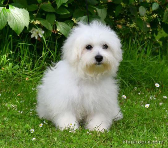 Magnifique chiot coton de Tuléar à donner 