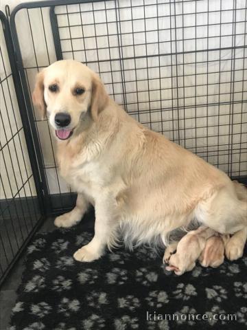 Magnifique chiot golden retriever 