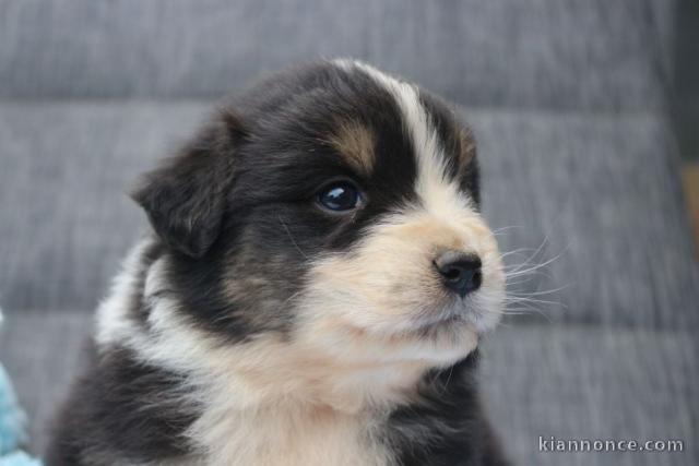 Dons chiot berger australien 