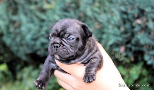 Adopter chiot bouledogue français 