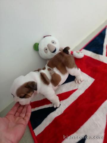 Adorable chiot bulldog anglais lof mâle a donner 
