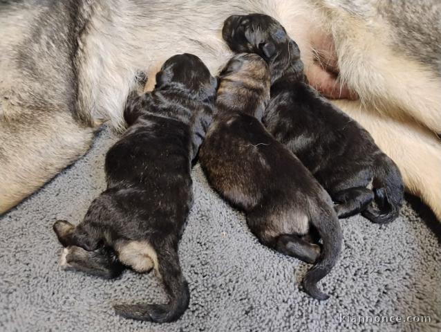 Chiots berger allemand lof 