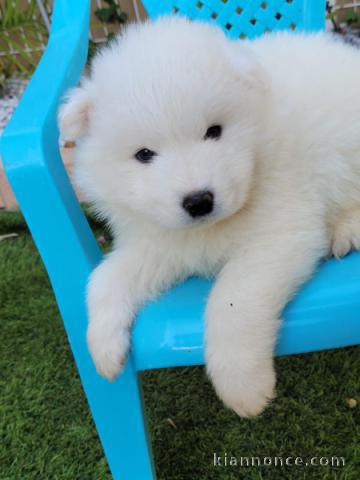 Je donne chiot samoyède disponible 