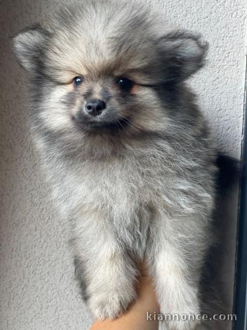 Chiots spitz allemand race pure 
