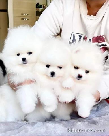 Dons chiot spitz allemand race pure 