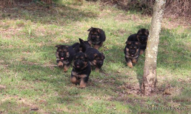 Dons chiot berger allemand disponible 