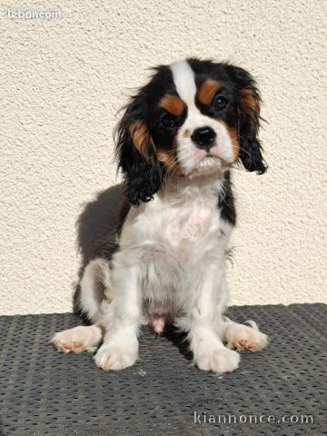 Je donne chiot cavalier king charle disponible 