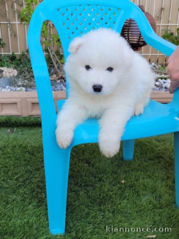 chiots coton de Tuléar disponible 