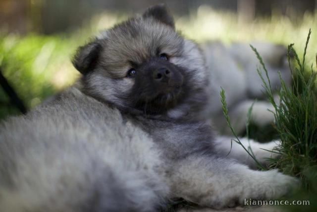 adoption chiot spitz allemand 