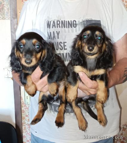 chiots teckel nain disponible 
