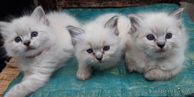 magnifique chatons ragdoll a donner 