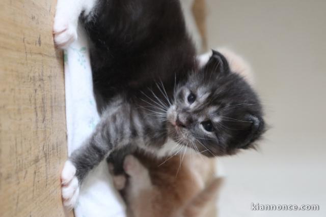 chaton Maine coon à donner 