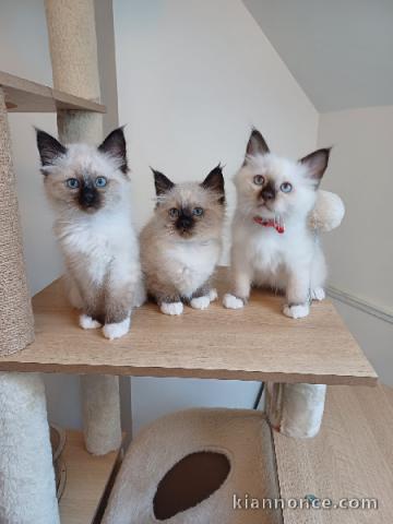 chaton sacré brimanie a donner 