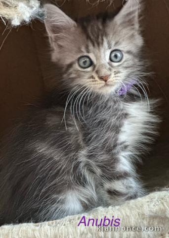 chaton Maine coon disponible 