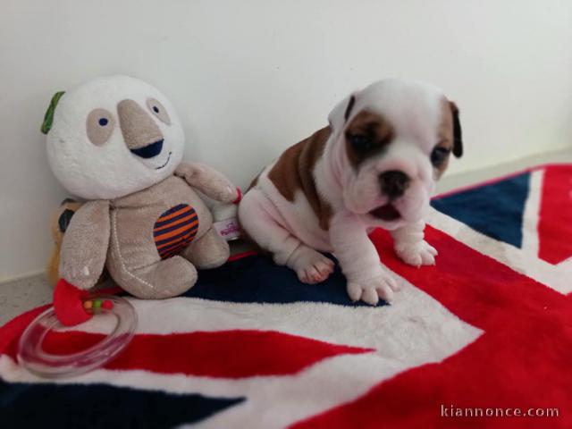 magnifique chiot bulldog anglais disponible 