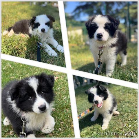 adorable chiot border collier a donner 