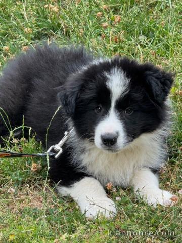 je donne chiot border collier 