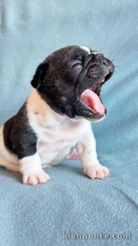 chiots bouledogue français à donner 