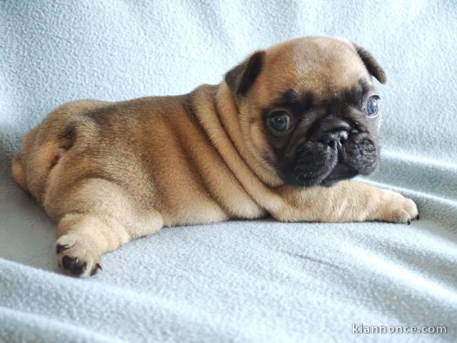 bébé chiot bouledogue français à donner 