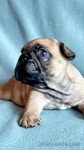 Dons chiot bouledogue français disponible 