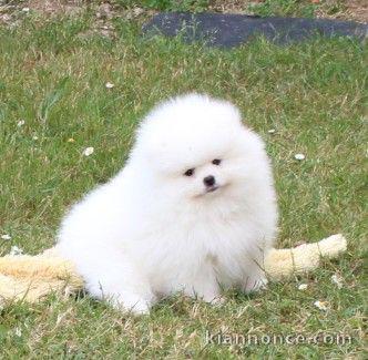 chiots spitz allemand race pure femelle 