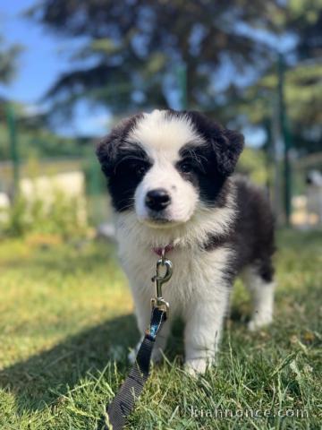 chiot border collier a donner 