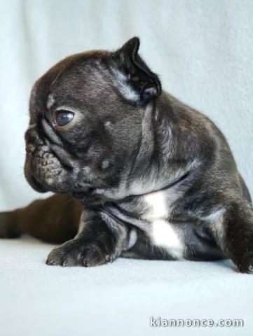 chiots bouledogue français à donner 