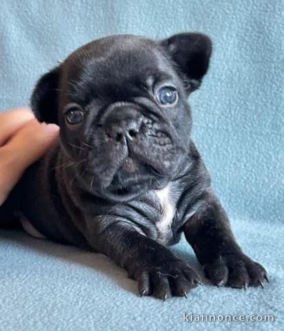 chiots bouledogue français disponible 