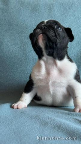 bébé chiot bouledogue français disponible 