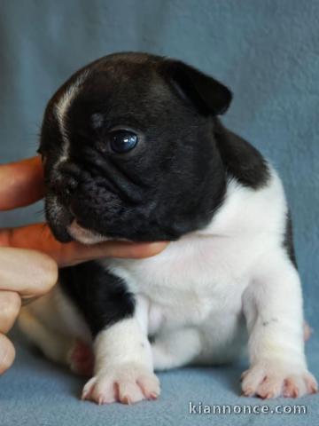chiots bouledogue français à adopter 
