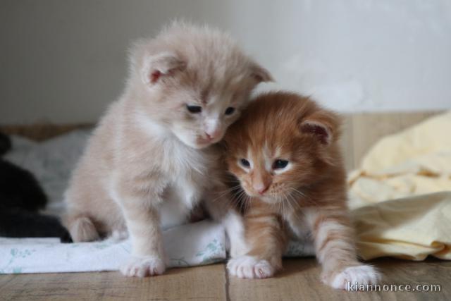 adorable chaton Maine coon à donner 