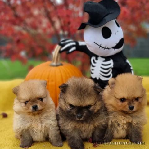 chiot spitz nain Poméranie disponibles 