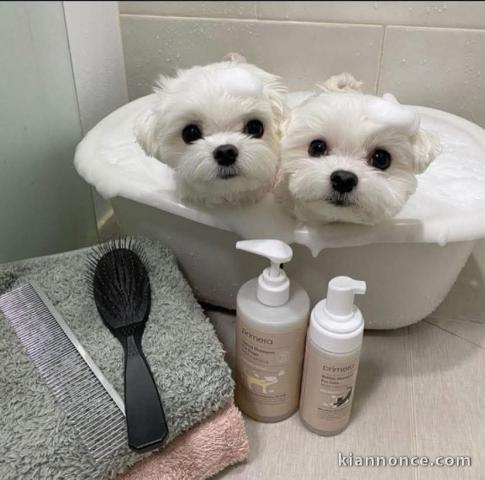 chiot bichon maltais à adopter 