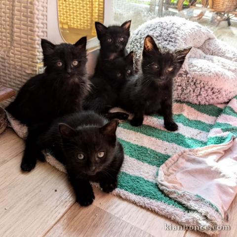 chatons noir contre bon soin intéressé contacter moi 
