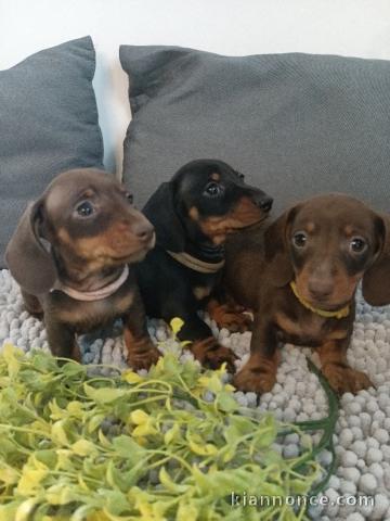 chiots type teckel a donner 