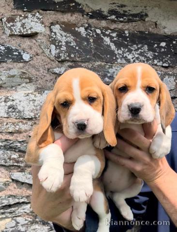 adorable chiot beagle disponible 