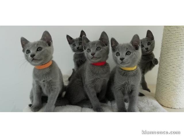 chaton chatreux a donner 