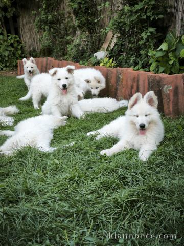 Berger Blanc Suisse chiots