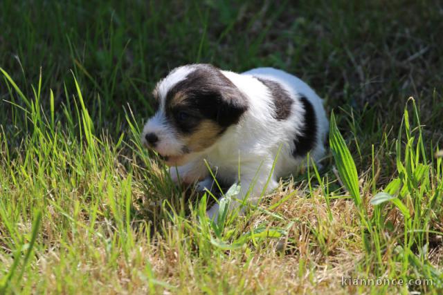 Chiots Parson Russel Terrier à vendre.