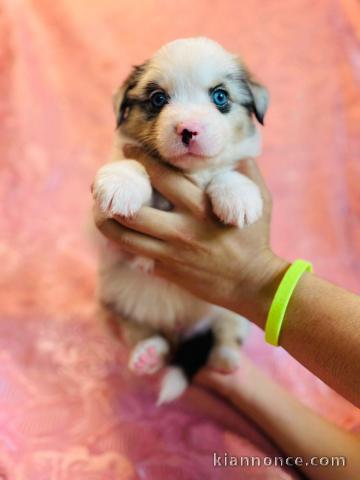 Chiots Berger Américain Miniature à adopter 