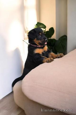 Chiots Berger de Beauce à vendre 