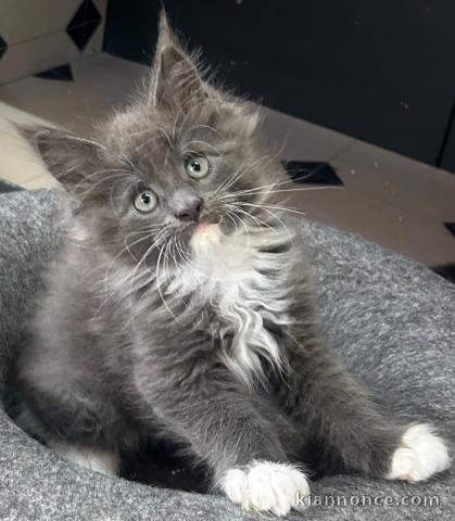 Maine coons loof certifiés - chatons or de France 🇫🇷