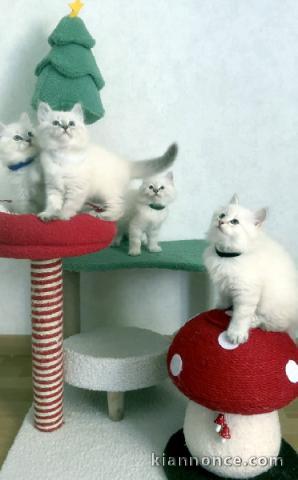 Chatons Sibérien à adopter 