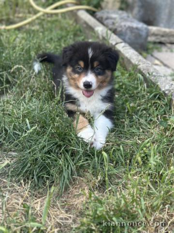 Dons chiot berger australien disponible 