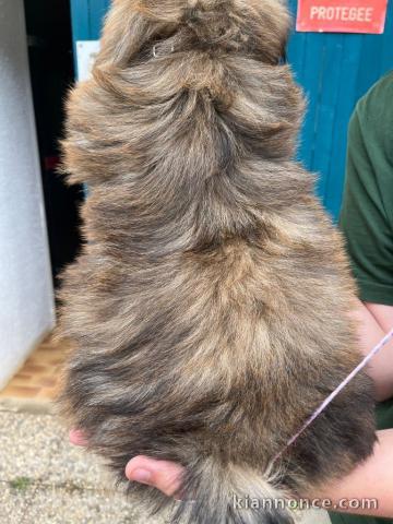 Chiots Shih Tzu femelle adorable 