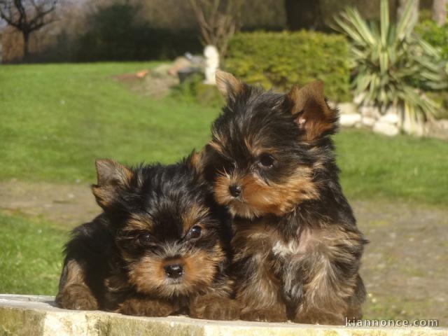 Chiots Yorkshire à vendre 