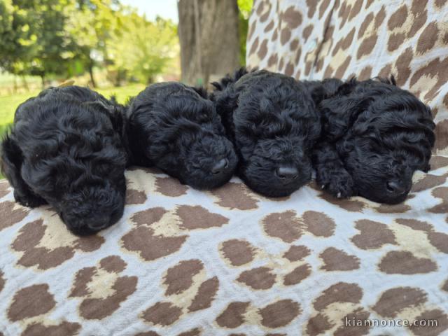 Chiots caniche a donner 