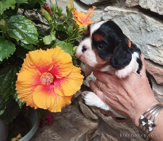 Adoption chiot cavalier king charle disponible 